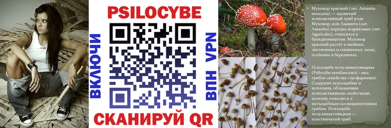 Псилоцибиновые грибы ЛСД  кракен зеркало  Курган  мориарти формула  даркнет сайт 